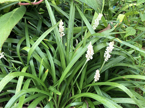 ヤブラン白花 「モンローホワイト」