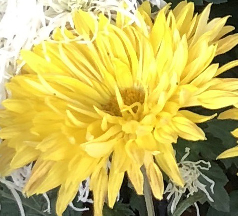 美濃菊